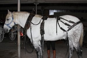 Austin-Texas-Percheron-Horse Austin-Texas-Percheron-Horse