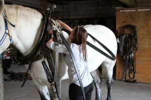 Kate-Mason-Dennis-Horse-Austin Kate-Mason-Dennis-Horse-Austin