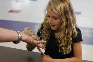 Austin_Reptile_Shows_Wonder Bearded Dragon at the Austin Reptile Shows