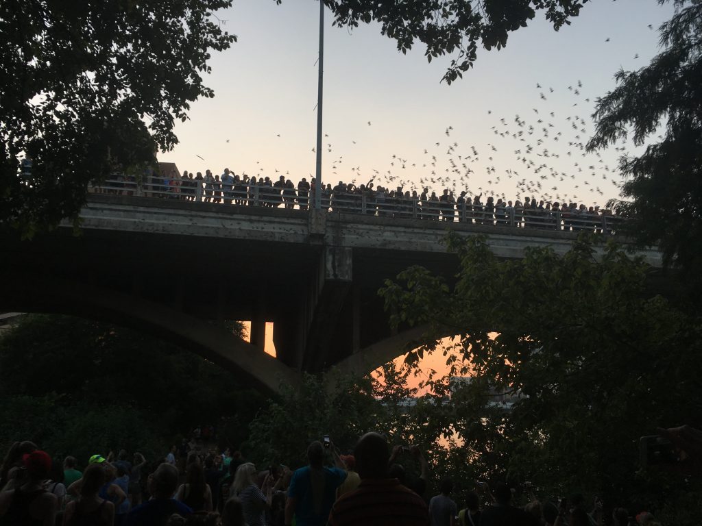 Congress Avenue Bats From Hike and Bike Trail