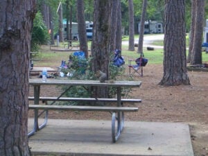 Bastrop_State_Park_Campsites Bastrop State Park Campsite with Texas squirrel