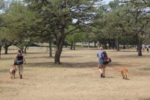 Disc-Golf-With-Dogs Playing disc golf with dogs at Zilker Park