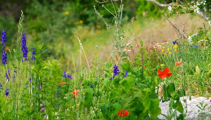 Texas wildflowers by Don J Shulte