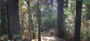 Hiking in Bastrop State Park