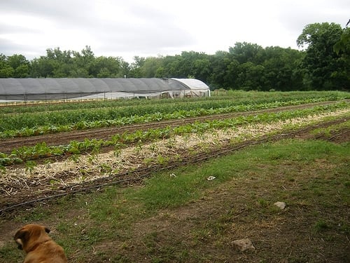 Urban-Roots-Farm-Austin Urban Roots Farm