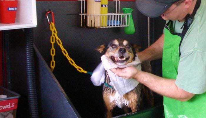 Austin Dirty Dog Wash