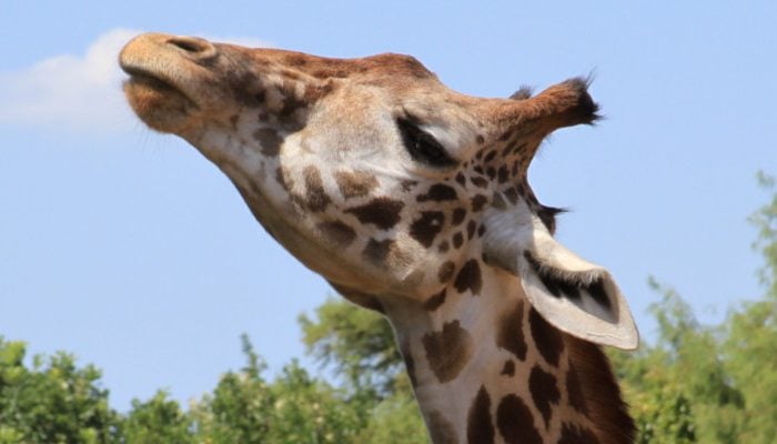 Giraffe at Houston Zoo