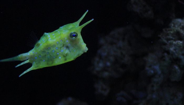 Austin Aquarium Unique Fish Species