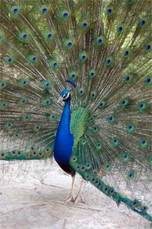 Mayfield Park Peacock
