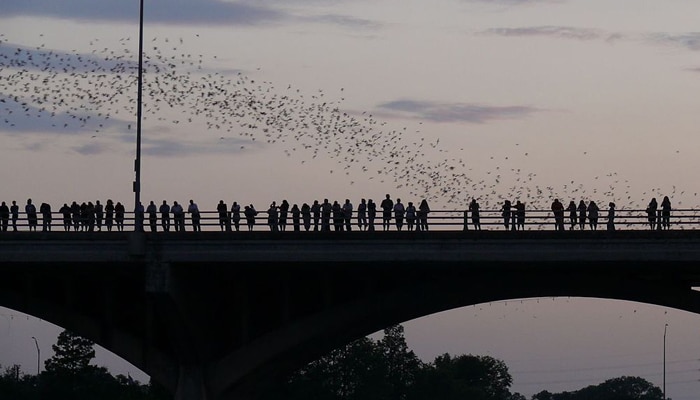 Austin Bat Flight with Congress Bridge