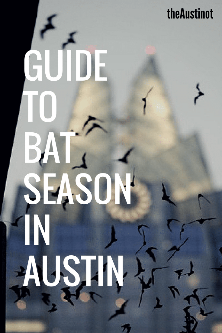 Guide to Bat Season in Austin