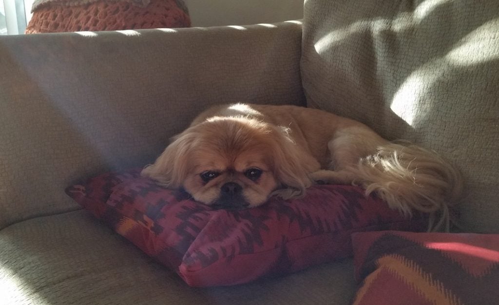Pekingese Tired On A Pillow
