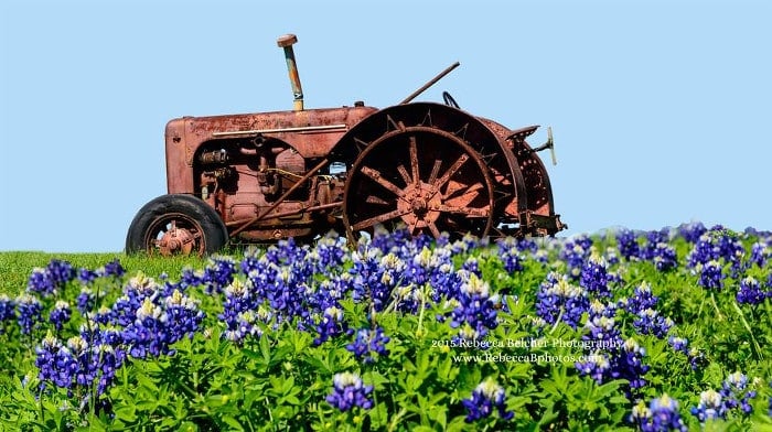 Bluebonnets with Tractor Bolivar Peninsula TX