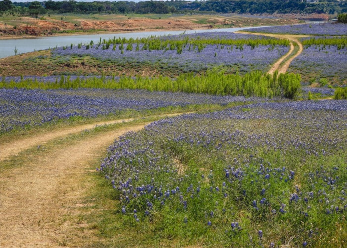 Bluebonnets Bloom Across a Field in Spicewood, TX