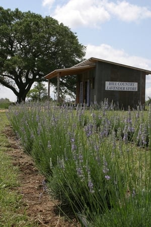 Hill Country Lavender Store