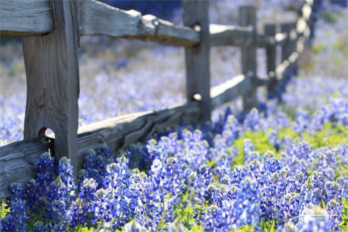 Bluebonnets in Bloom in Burnet TX