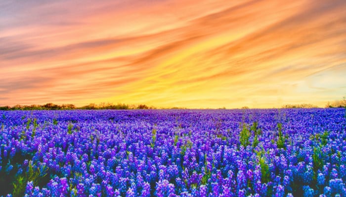 Blooming Bluebonnets with Vibrant Sky