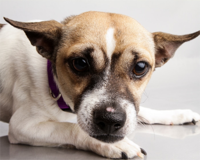 3 Austin Animal Shelters You Should Know