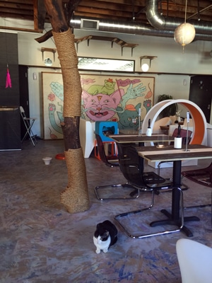 Blue Cat Cafe in Austin, TX