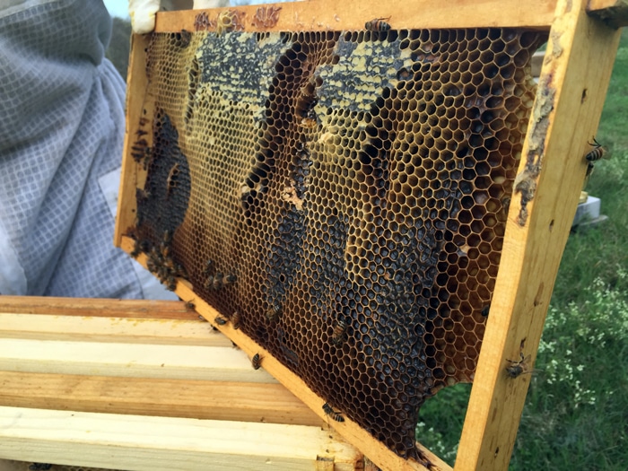 Honeycomb panel at CrownFox Farms