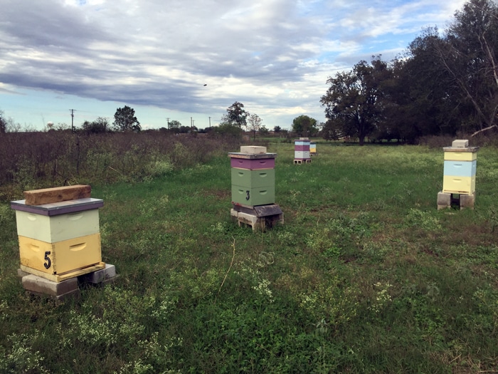 Beehives at CrownFox Farms in East Austin