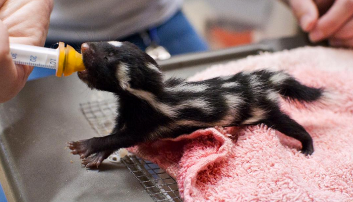 Eastern Spotted Skunk Baby