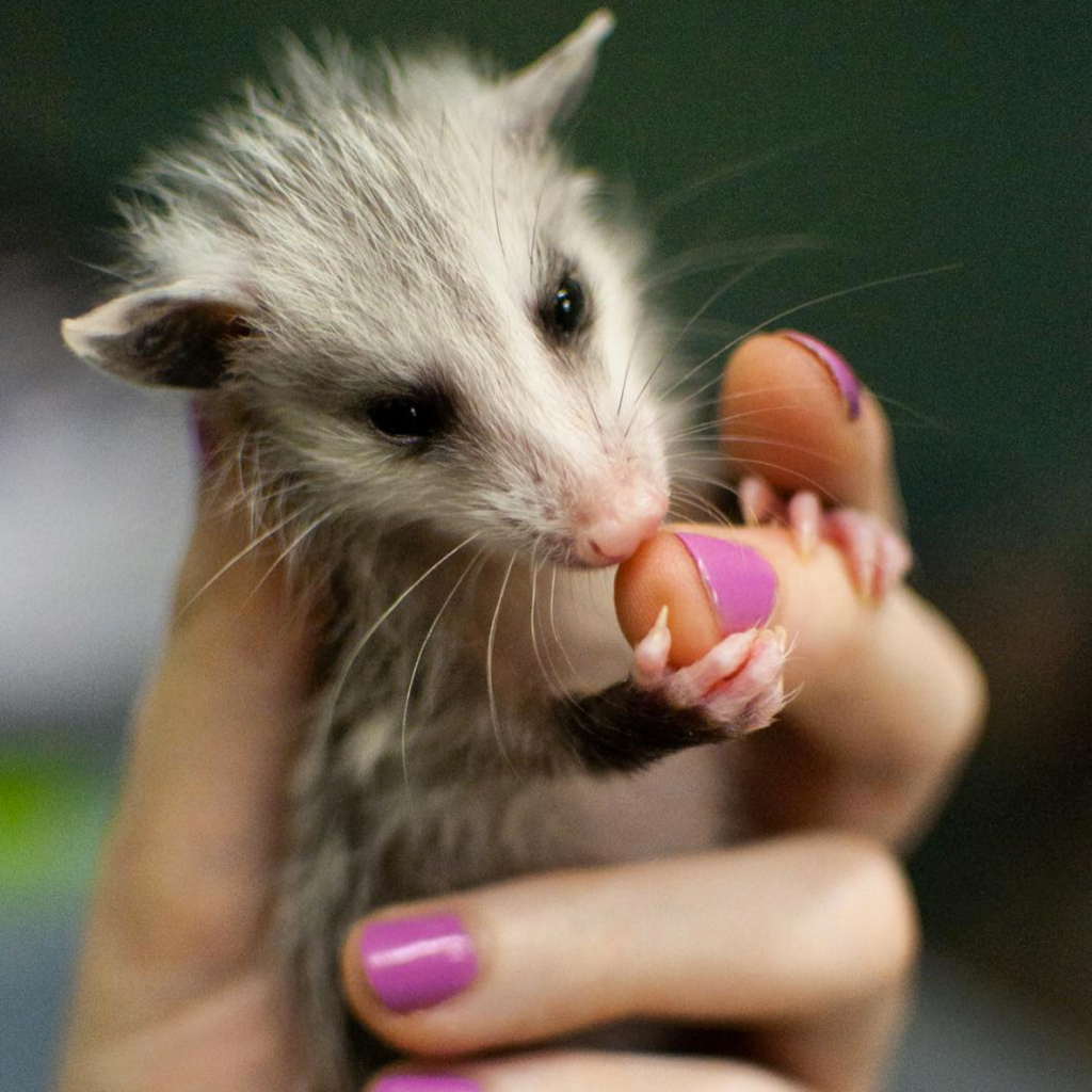 Baby Opossum in Austin
