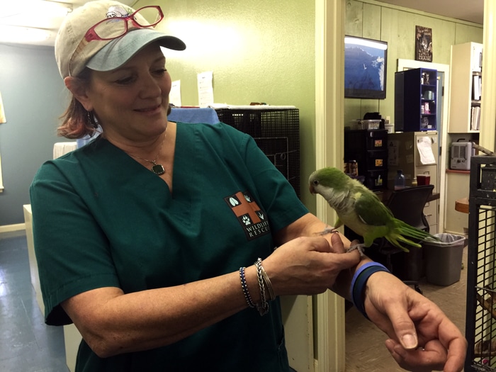 Monk Parakeet at Austin Wildlife Rescue