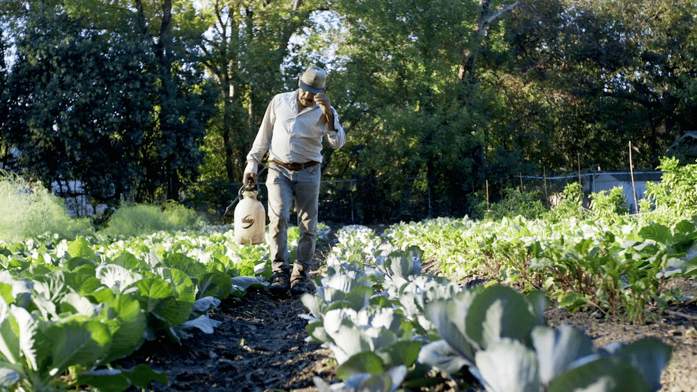 Austin Farmer in Crop Field
