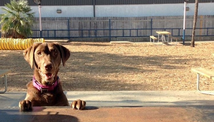 Yard Bar Dog Playground in Austin