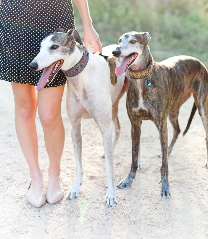 Adopt a Greyhound in Austin