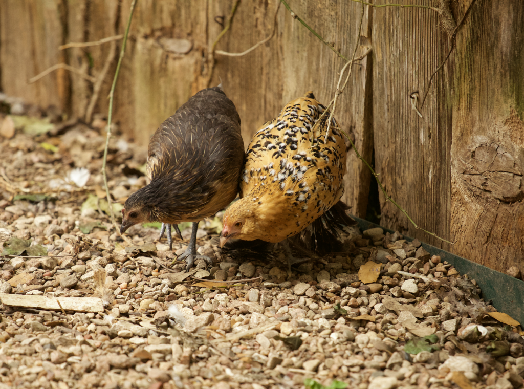 Chickens Feeding in Austin Backyard