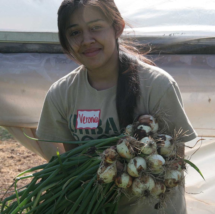 Urban Roots Intern with Fresh Onions