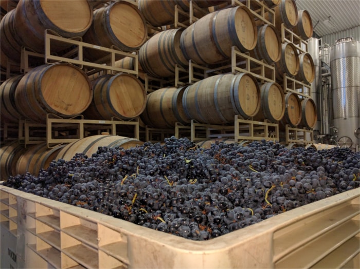 Duchman Family Winery Grape Harvest