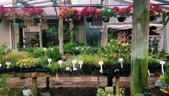 Austin Plant Experts