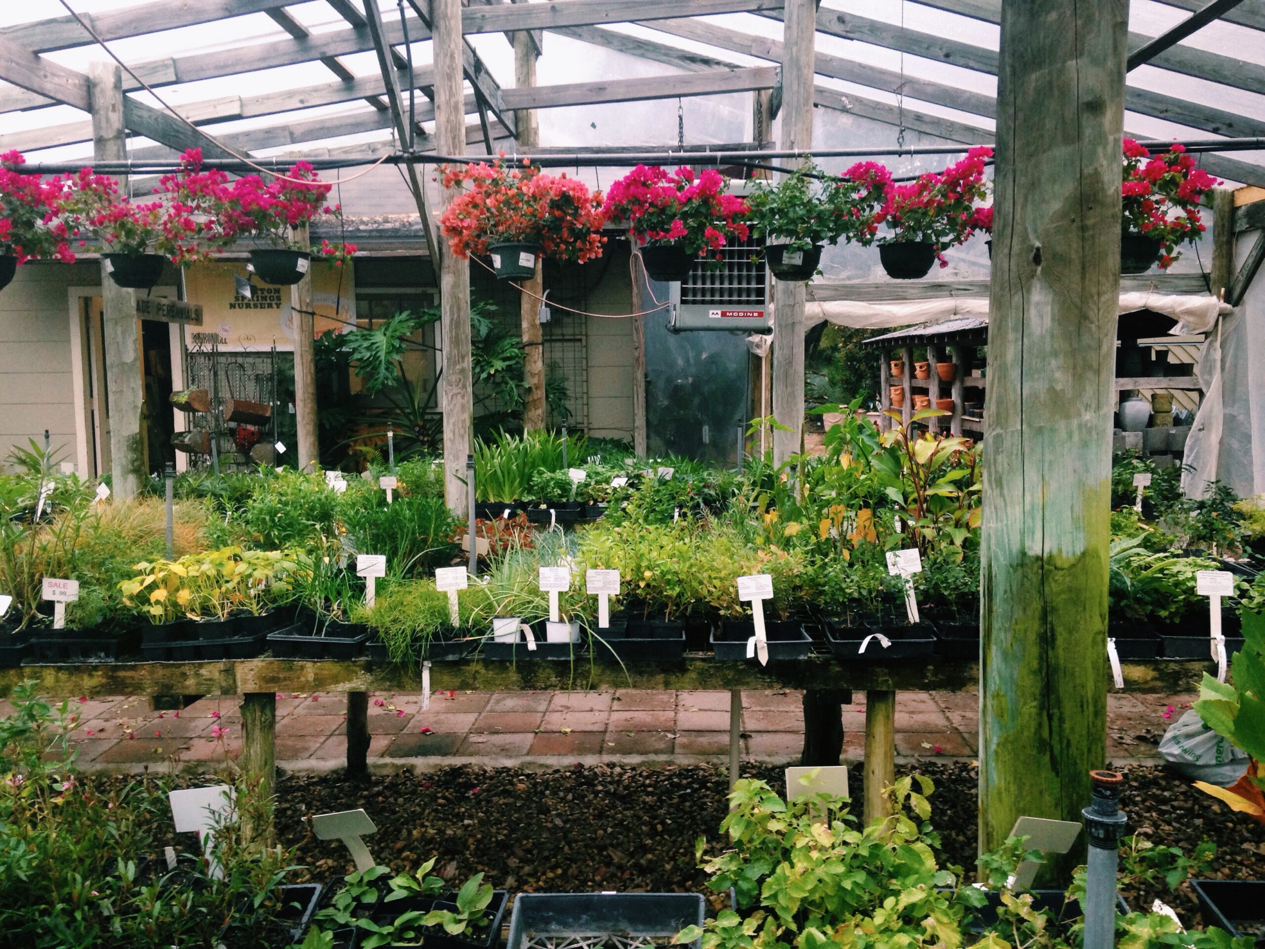 Develop a Green Thumb With the Help of These Austin Plant