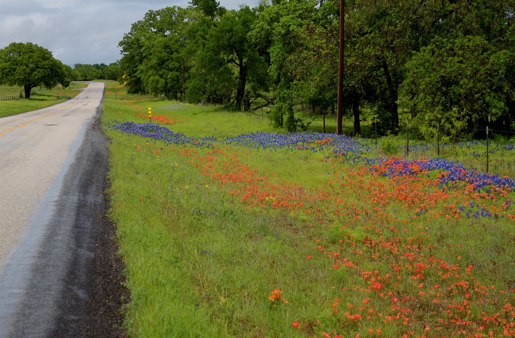 Texas Hill Country Roadside
