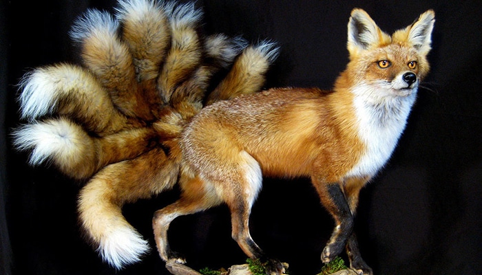 Weird City Taxidermy Austin