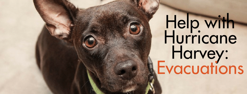 Hurricane Harvey Pet Evacuation Efforts