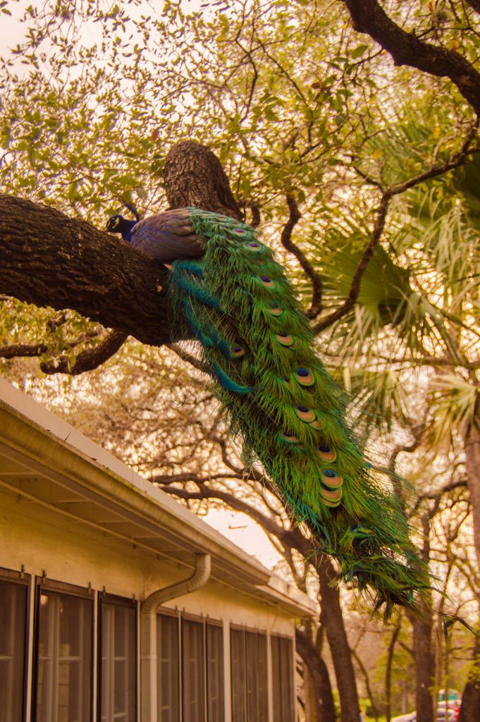 Peacock at Mayfield Park