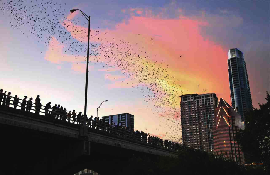 Bats Emerging from Congress Avenue Bridge