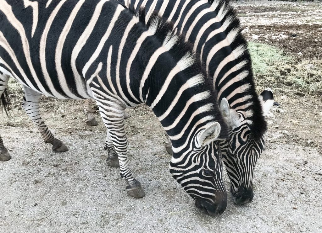 Zebras at Natural Bridge Wildlife Ranch
