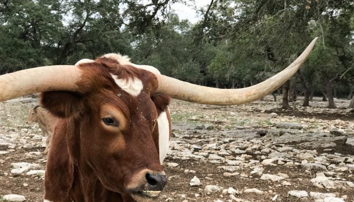 Exotic Animal Viewing at National Bridge Wildlife Ranch