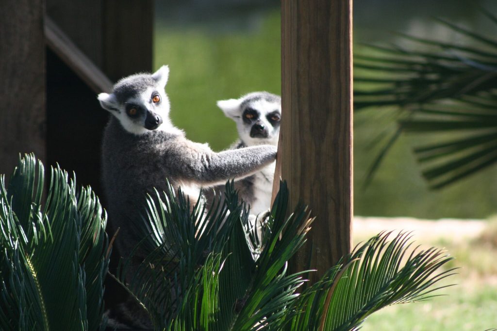 Lemur Island at Natural Bridge Wildlife Ranch