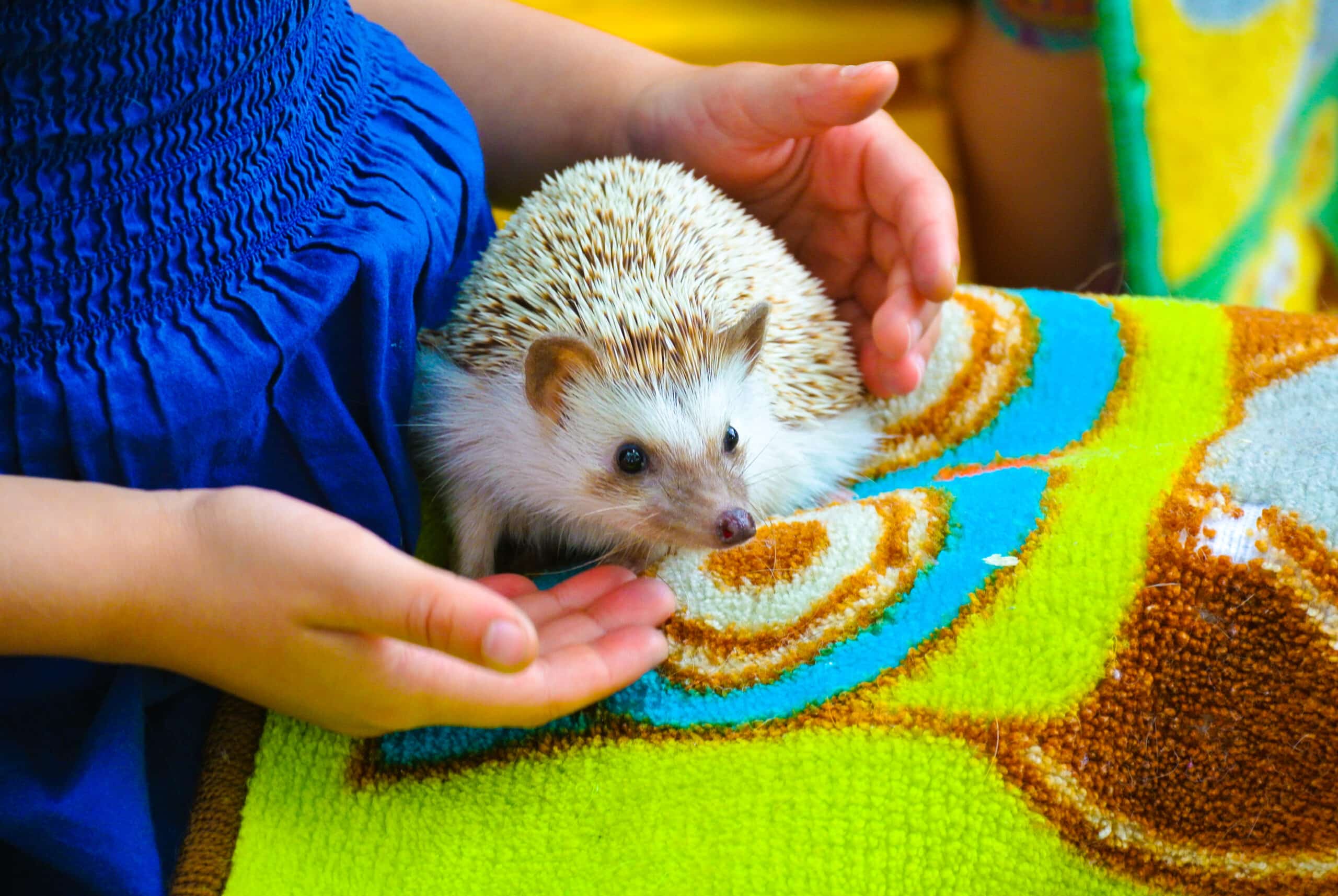 Baby Hedgehog at Tiny Tails to You Traveling Petting Zoo
