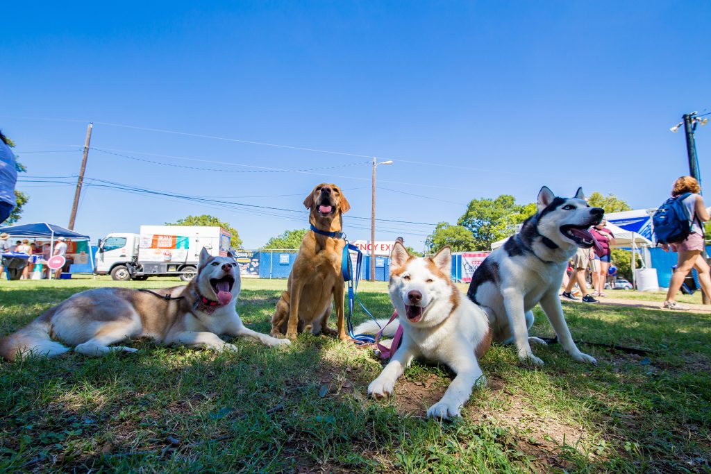 Austin Ice Cream Festival Is Dog-friendly