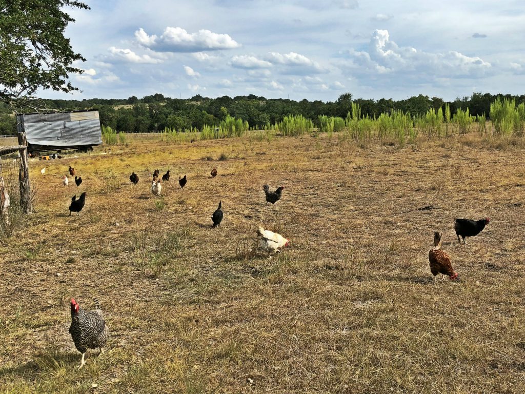 Free Ranging Chickens Dripping Springs