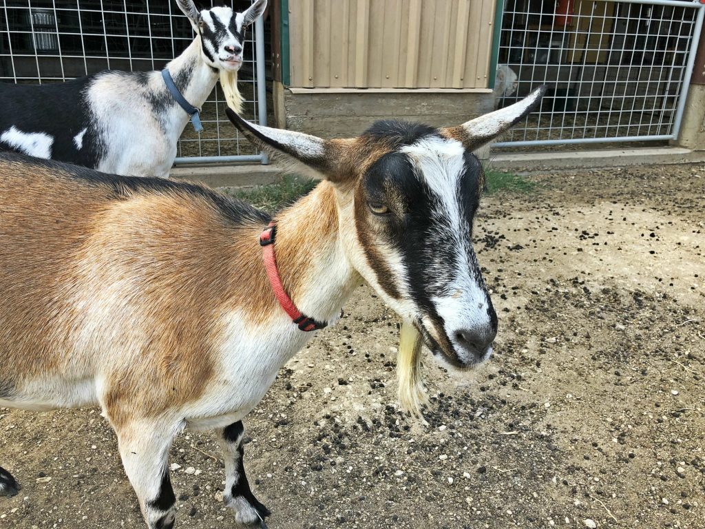 Rotational Grazing of Goats Class