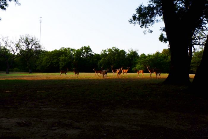Deer in Comanche City Park