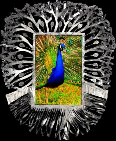 Peacock by Heather Harris Art in Austin